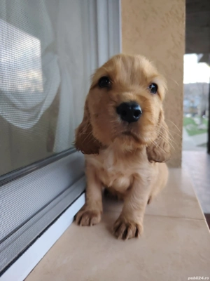 Fetița cocker spaniel  - imagine 2