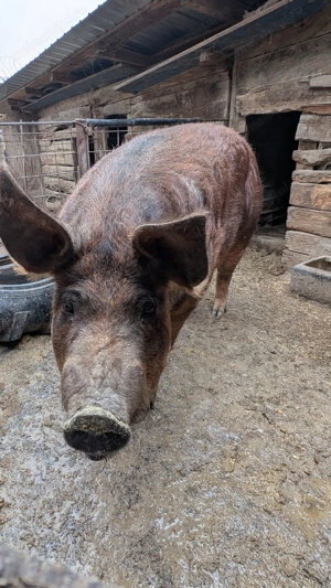 Vând scroafa de peste 200 de kg