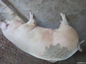 Porc de vanzare - imagine 2