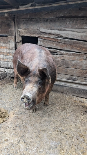 Vând scroafa de peste 200 de kg - imagine 2