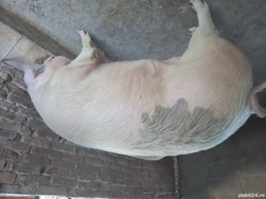 Porc de vanzare - imagine 3