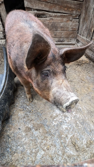 Vând scroafa de peste 200 de kg - imagine 3