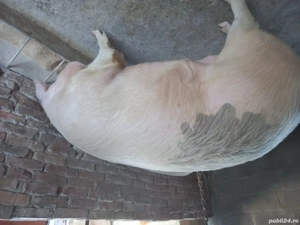 Porc de vanzare - imagine 4