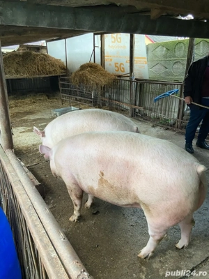 vand porci - imagine 2