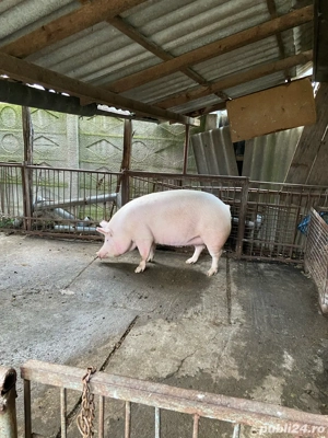 vand porci - imagine 3