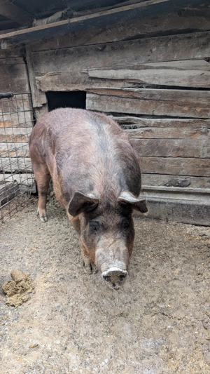 Vând scroafa de peste 200 de kg - imagine 4