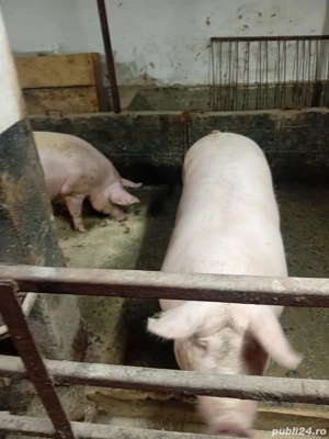 Porci din gospodărie  - imagine 2