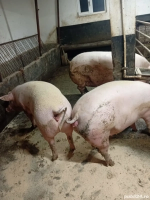 Porci din gospodărie 