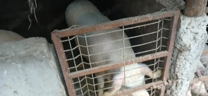 Porci și purcei de vanzare - imagine 3