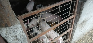 Porci și purcei de vanzare - imagine 4