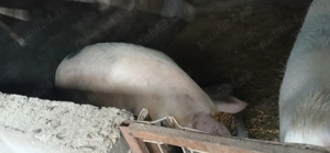 Porci și purcei de vanzare