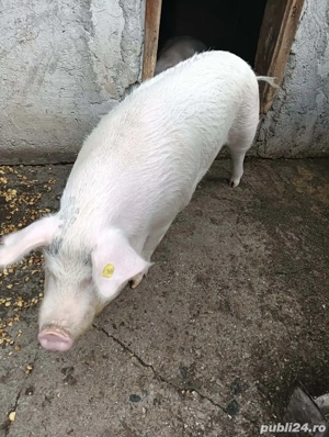 Porc Marele-Alb - imagine 2