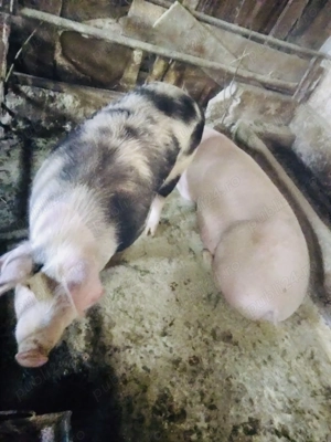 Vand porci pentru taiat  - imagine 2