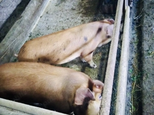 Vand porci pentru taiat  - imagine 5