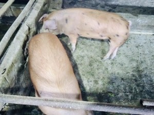 Vand porci pentru taiat  - imagine 4