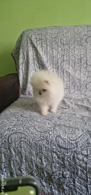 Baietel Pomeranian Boo toy rasa pura