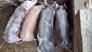 Vând grasuni - imagine 2