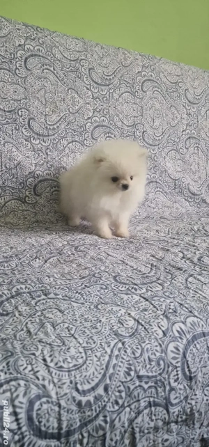 Baietel Pomeranian Boo toy rasa pura - imagine 2