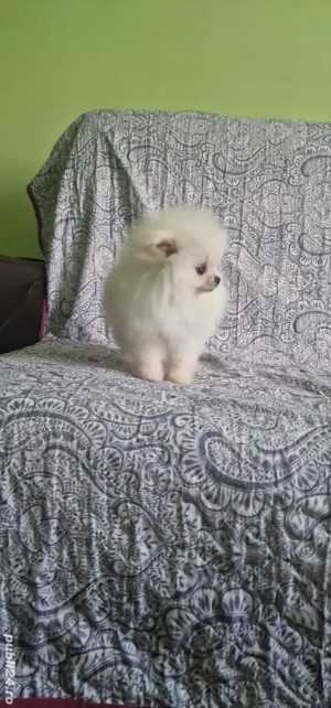 Baietel Pomeranian Boo toy rasa pura - imagine 3