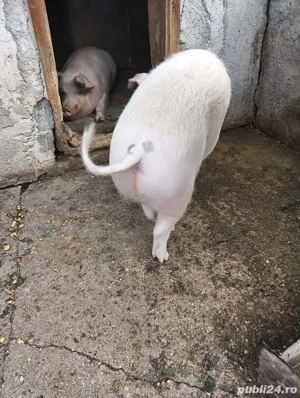 Porc Marele-Alb - imagine 3