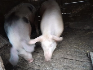 Vând porci crescuți în gospodărie  - imagine 2
