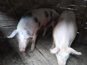 Vând porci crescuți în gospodărie 