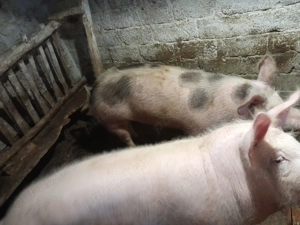 Vând porci crescuți în gospodărie  - imagine 4