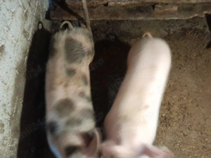 Vând porci crescuți în gospodărie  - imagine 3