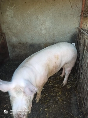 Porc de vanzare