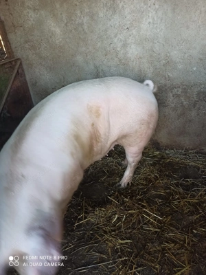 Porc de vanzare - imagine 2