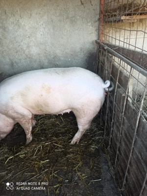 Porc de vanzare - imagine 3
