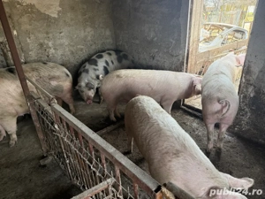 Porci de vanzare  - imagine 2