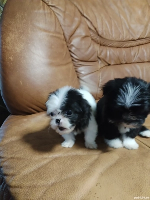 Vând cățeluși talie mică Șihtzu 