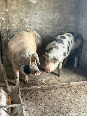 Porci de vanzare  - imagine 5