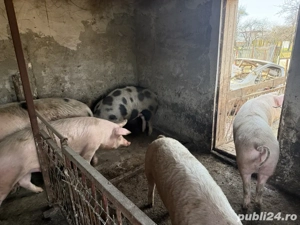 Porci de vanzare  - imagine 3