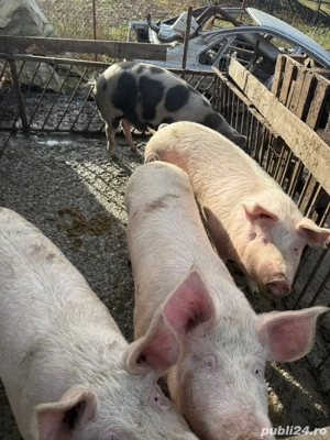 Porci de vanzare  - imagine 4