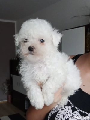 Bichon Frise rasa pura
