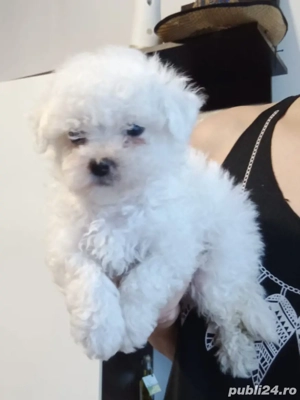 Bichon Frise rasa pura - imagine 2