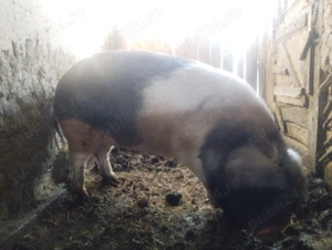 Vând un porc - imagine 3