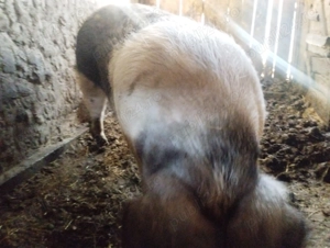 Vând un porc - imagine 2