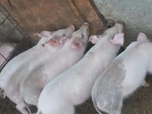 Vând purcei  - imagine 2