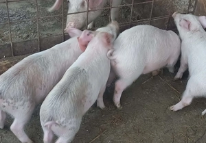 Vând purcei  - imagine 4