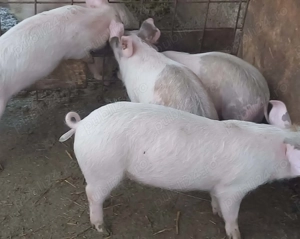 Vând purcei  - imagine 3