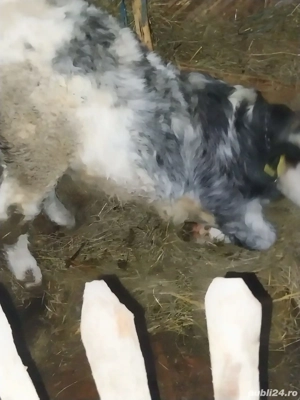 Vand pulpa vitel - imagine 2