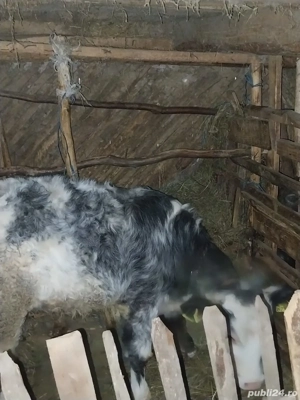 Vand pulpa vitel - imagine 3