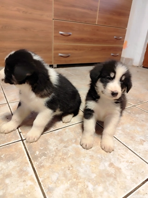 Donez catei husky  - imagine 5