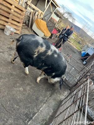 porc de vanzare  - imagine 2