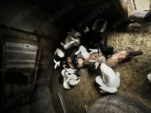 Vand iepuri crescuti bio