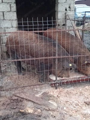 Vand Porci 150-170Kg