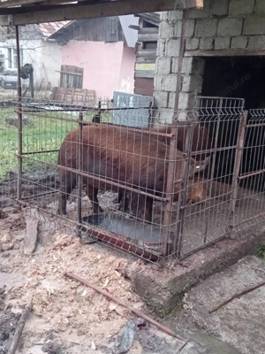 Vand Porci 150-170Kg - imagine 5